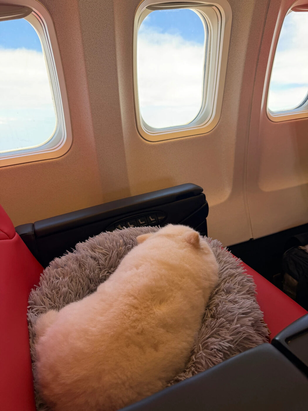 Cream Pomeranian asleep on a cabin seat by the window