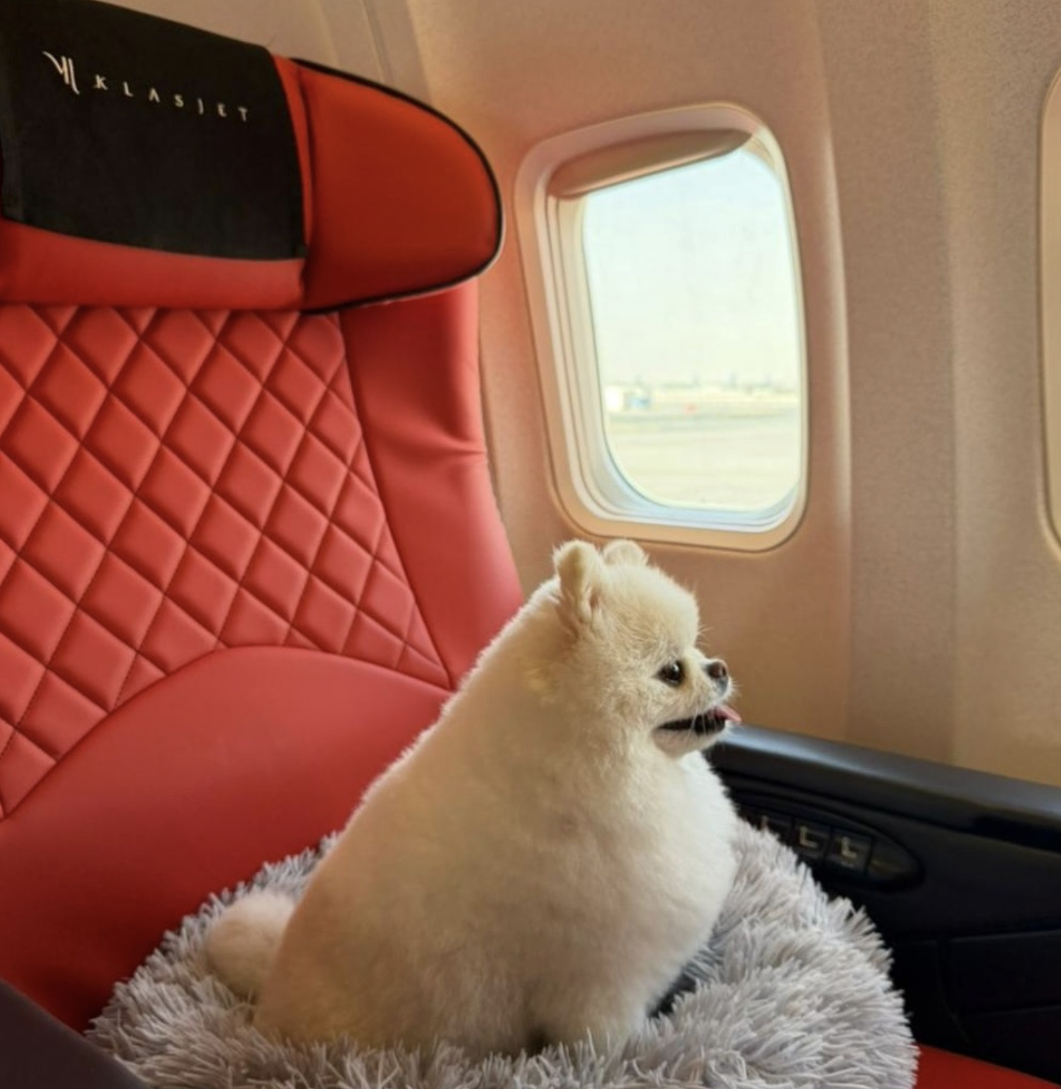 Pomeranian on a KlasJet private cabin seat