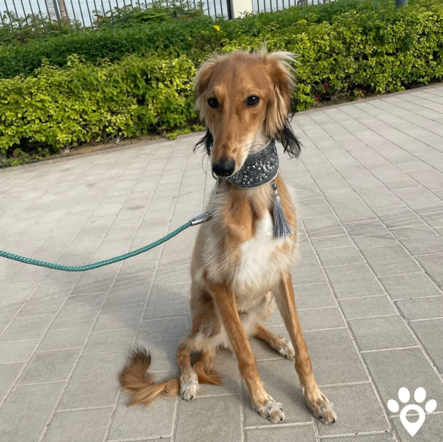 Saluki puppy on a Dubai promenade
