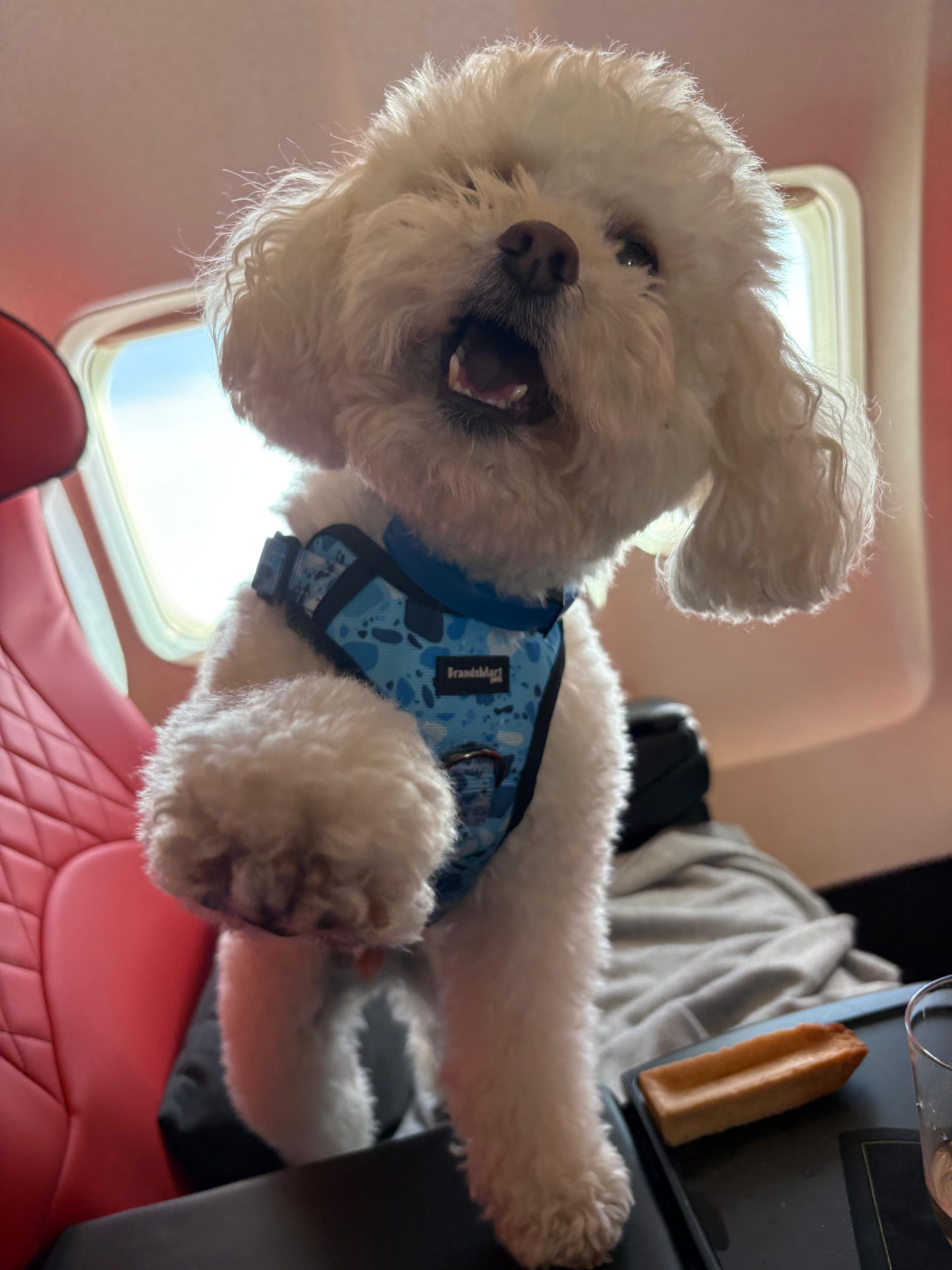 Bichon puppy by the cabin window