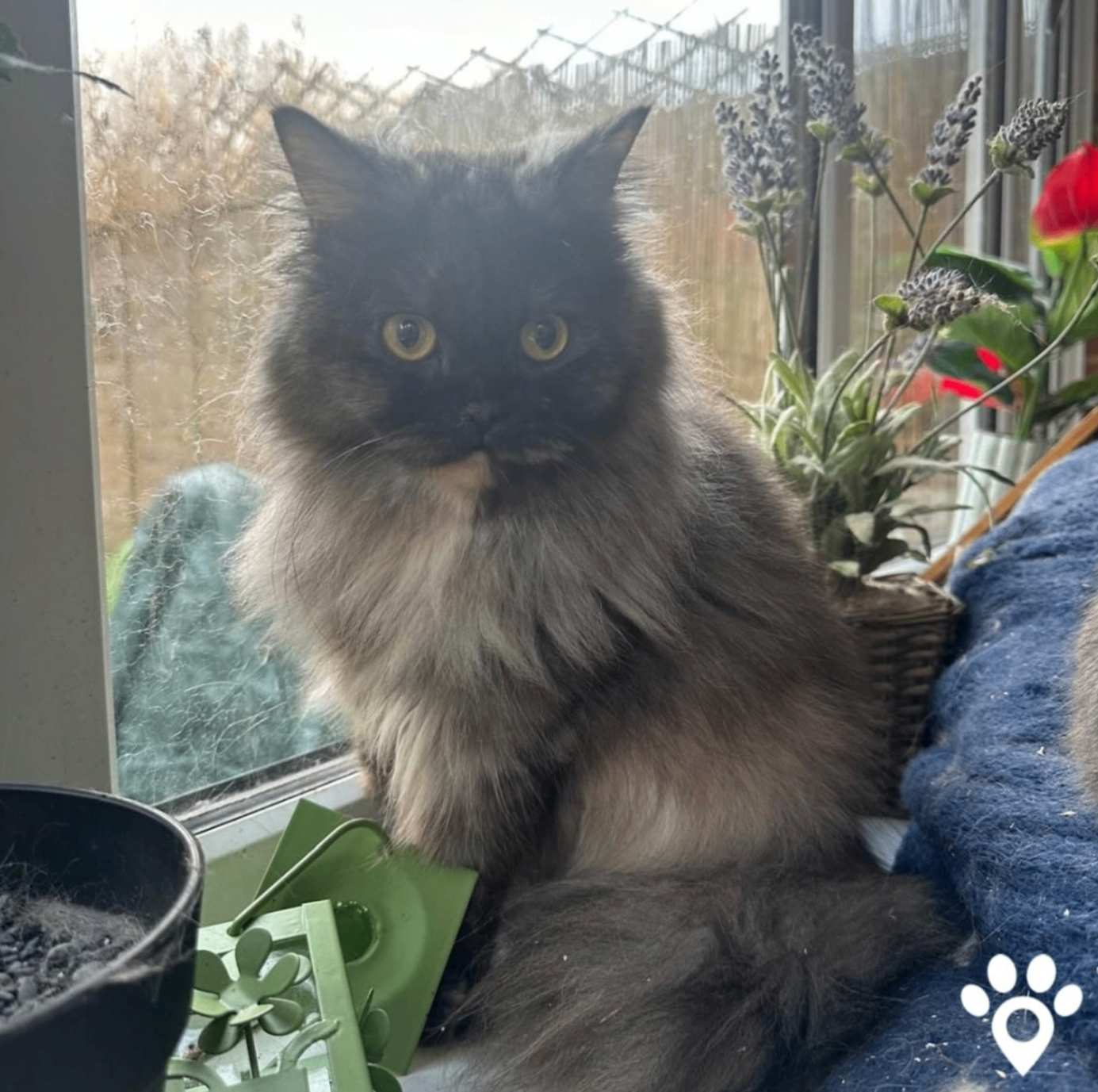 Fluffy grey Persian cat by a garden window