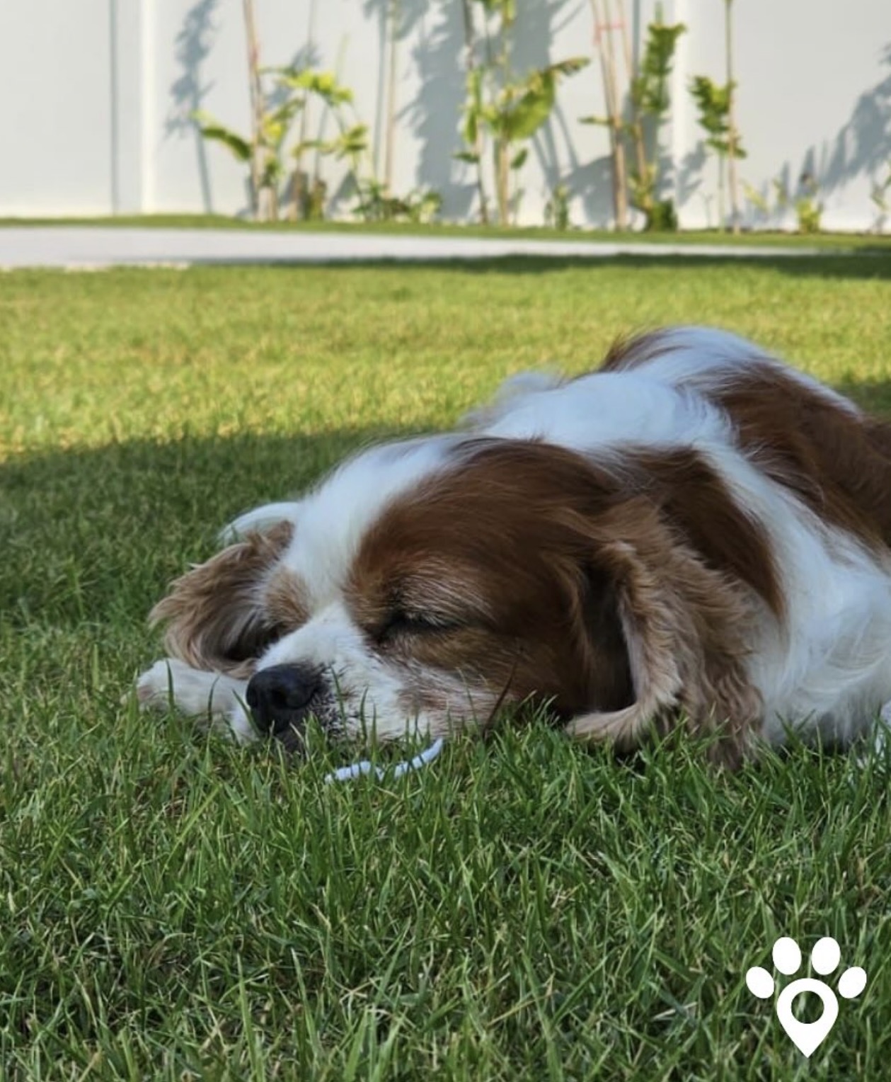 Cavalier King Charles spaniel resting in the sun