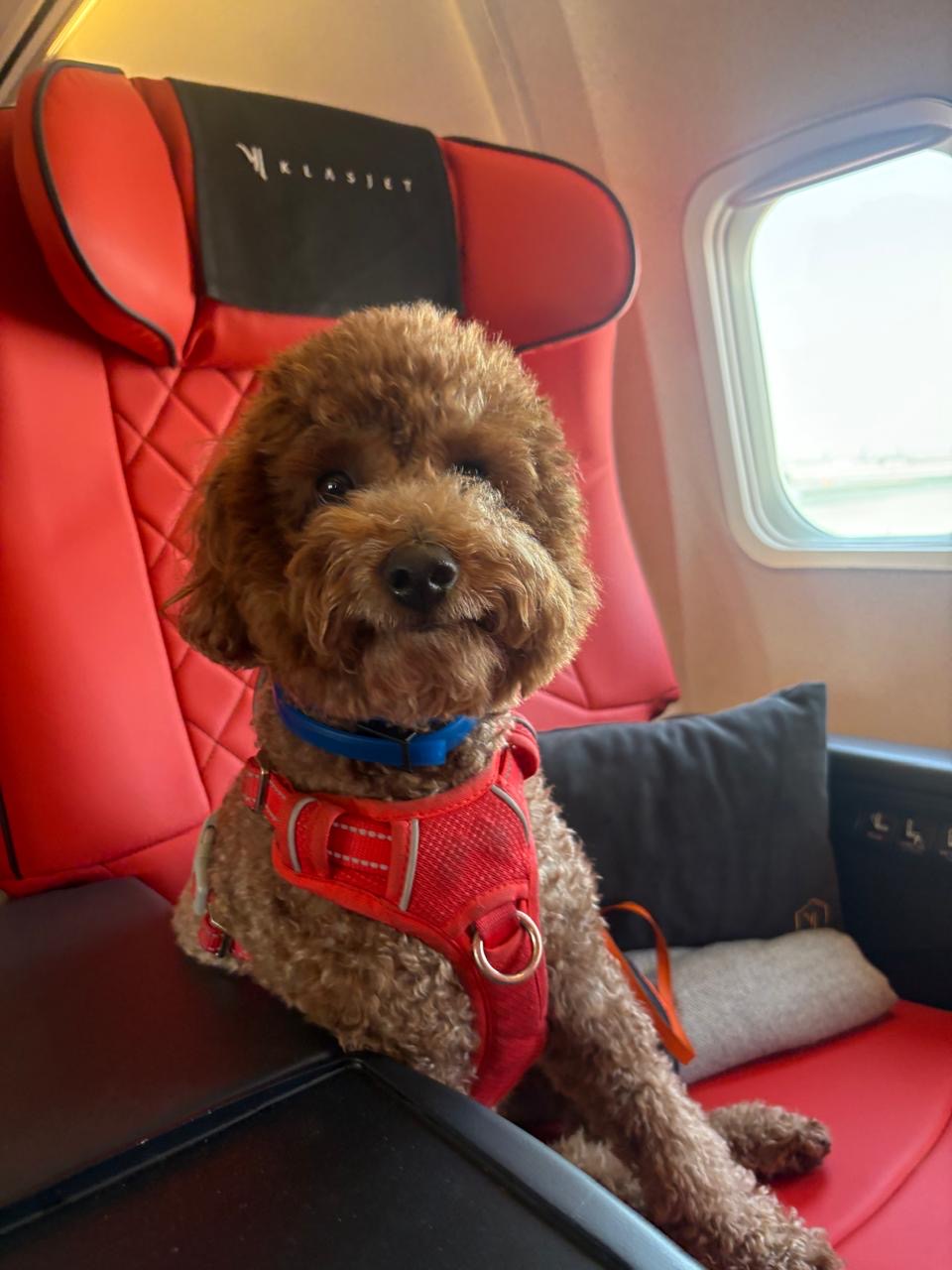 Red toy poodle on a KlasJet cabin seat